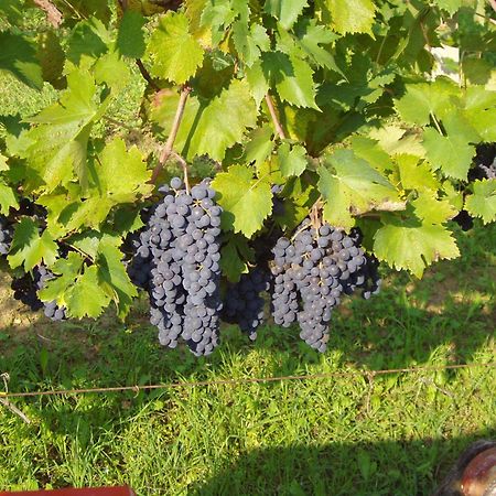 Agriturismo Il Crinale Castorano  Buitenkant foto