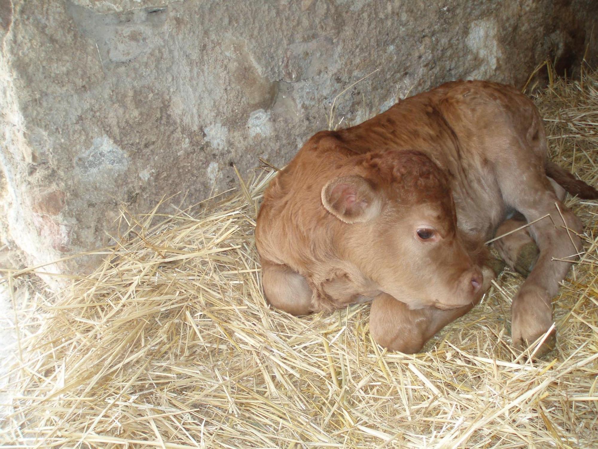 Agriturismo Il Crinale Castorano  Buitenkant foto